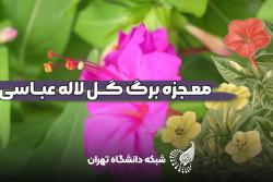 معجزه برگ گل لاله عباسی
