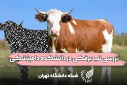 تب برفکی در ایران