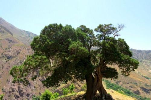 ابراز نگرانی استاد دانشگاه تهران از بحران خشکسالی در زاگرس مرکزی